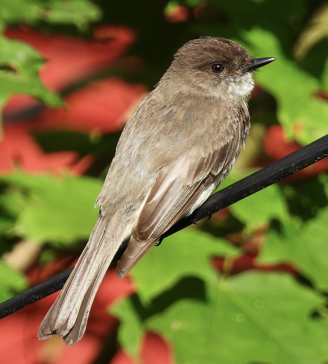 Eastern Phoebe - ML458987531