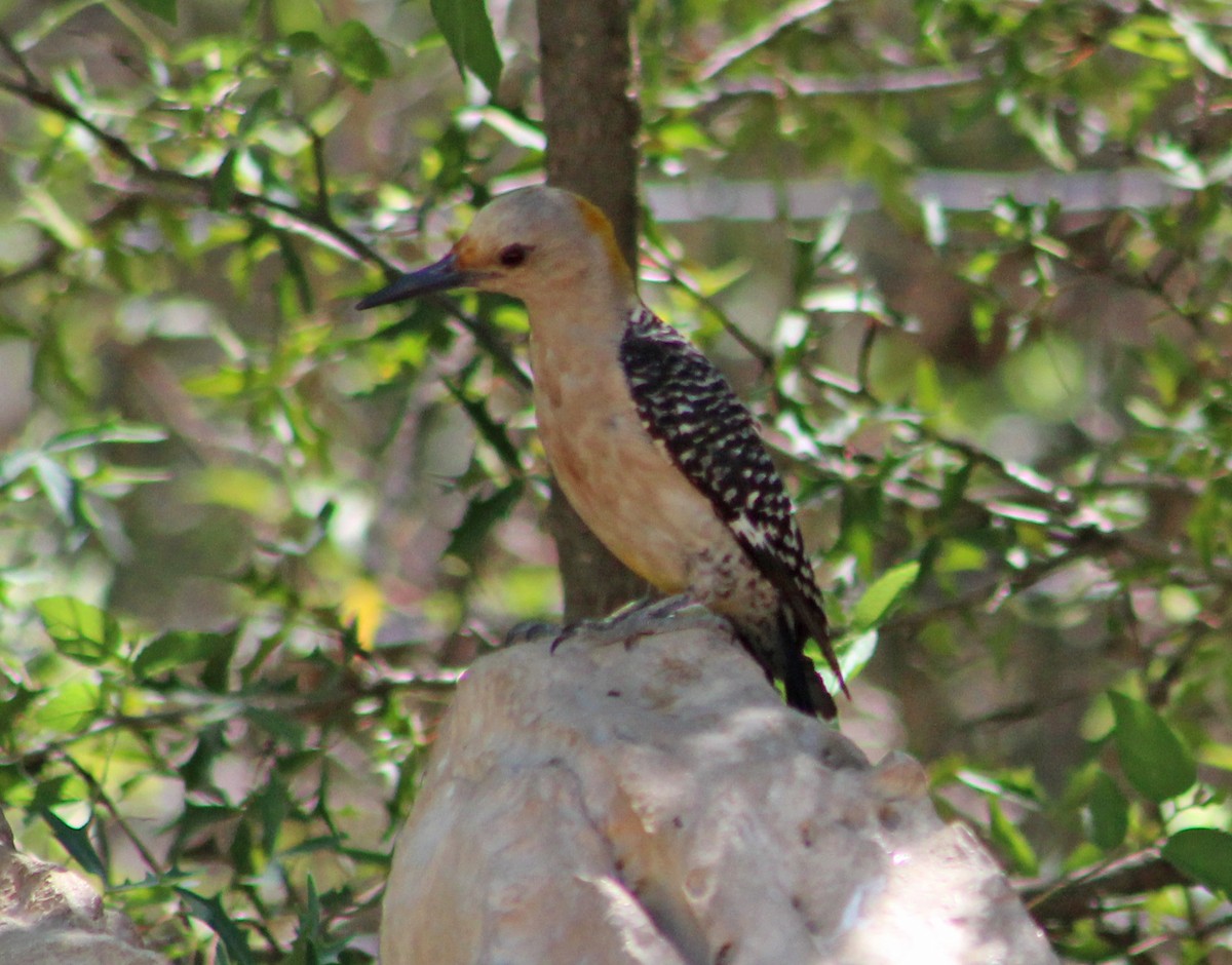 Golden-fronted Woodpecker - ML458989091