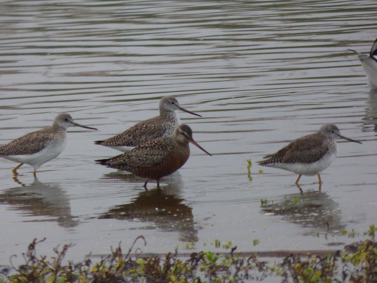 Hudsonian Godwit - ML458991001