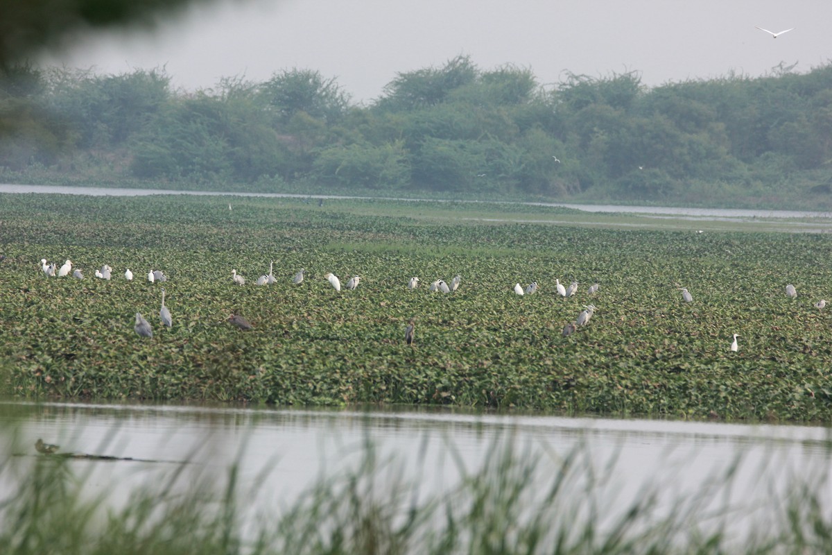 Gray Heron - ML45899261