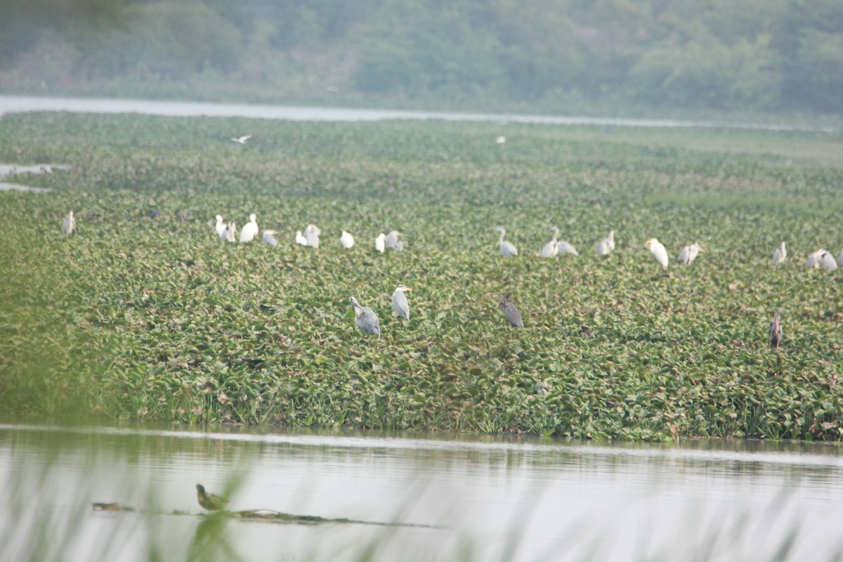 Gray Heron - ML45899271