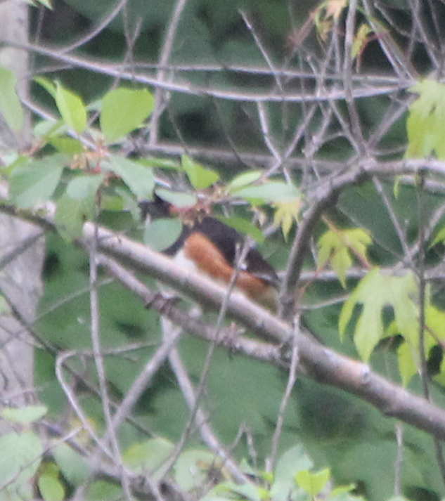 Eastern Towhee - ML458994711