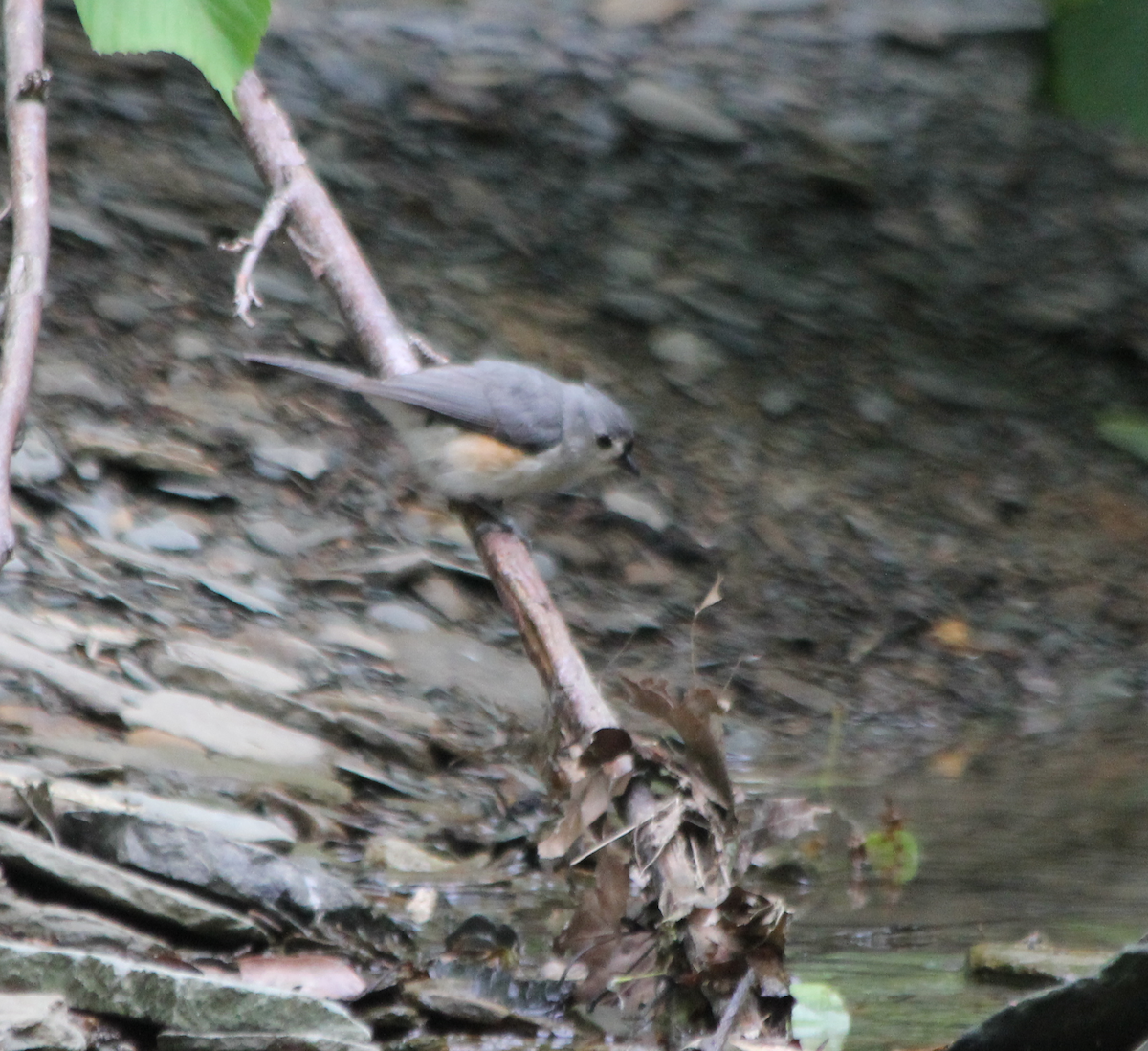 Mésange bicolore - ML458995201