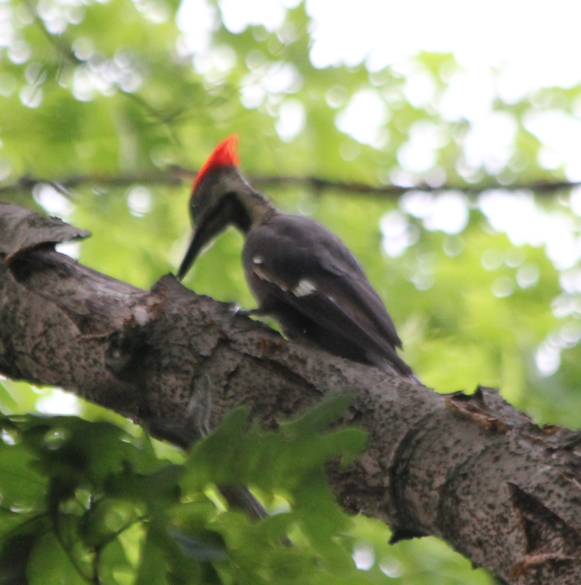 Pileated Woodpecker - Michael Murray