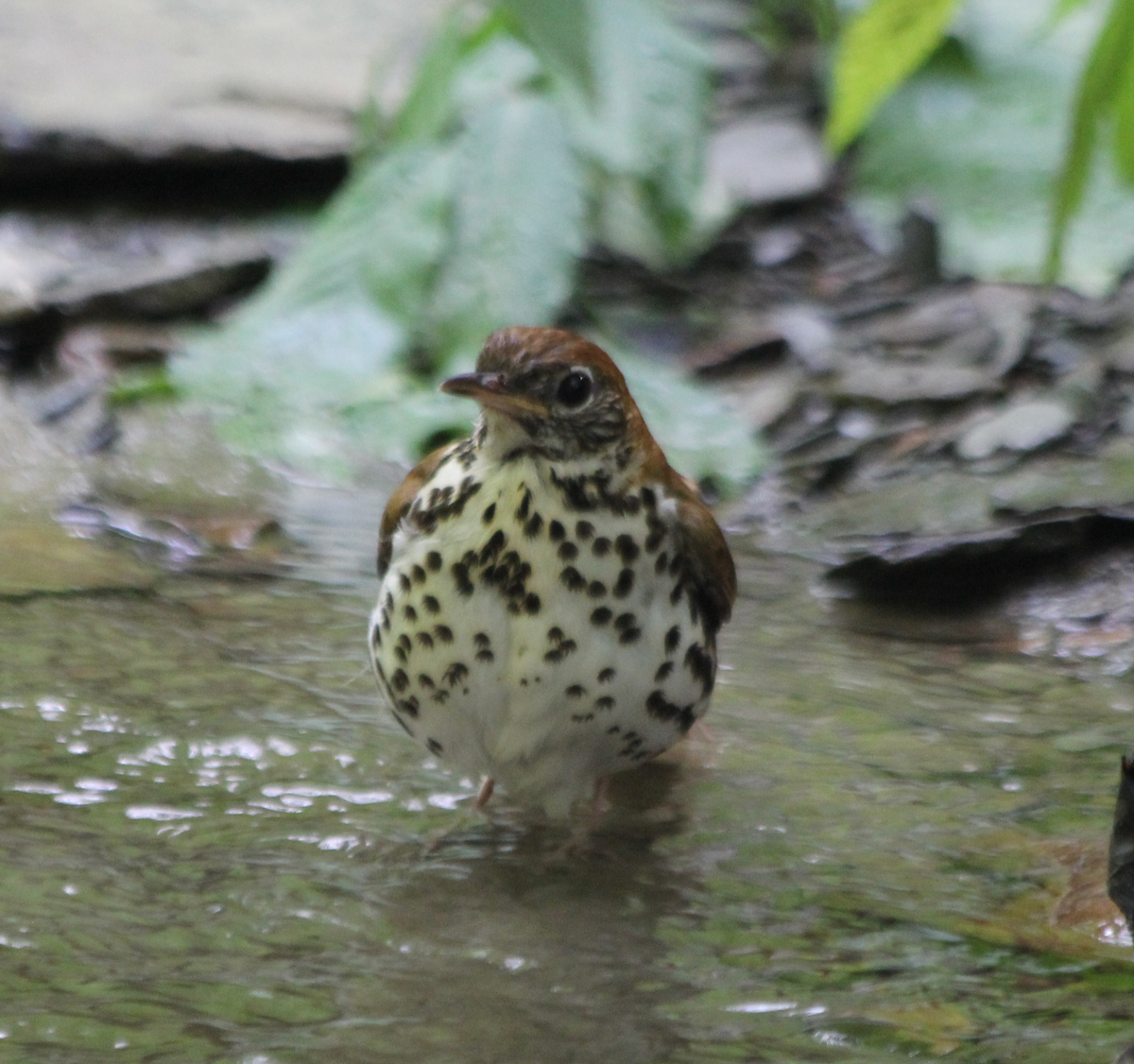 Wood Thrush - ML458995331