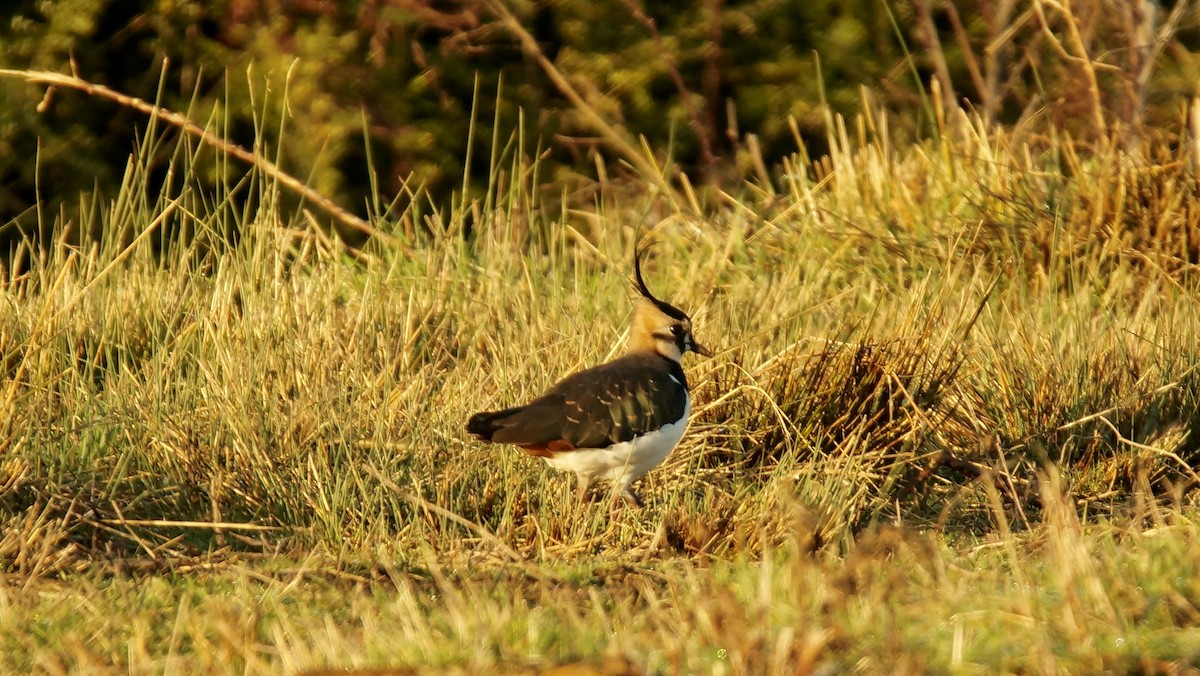 Northern Lapwing - ML45899581