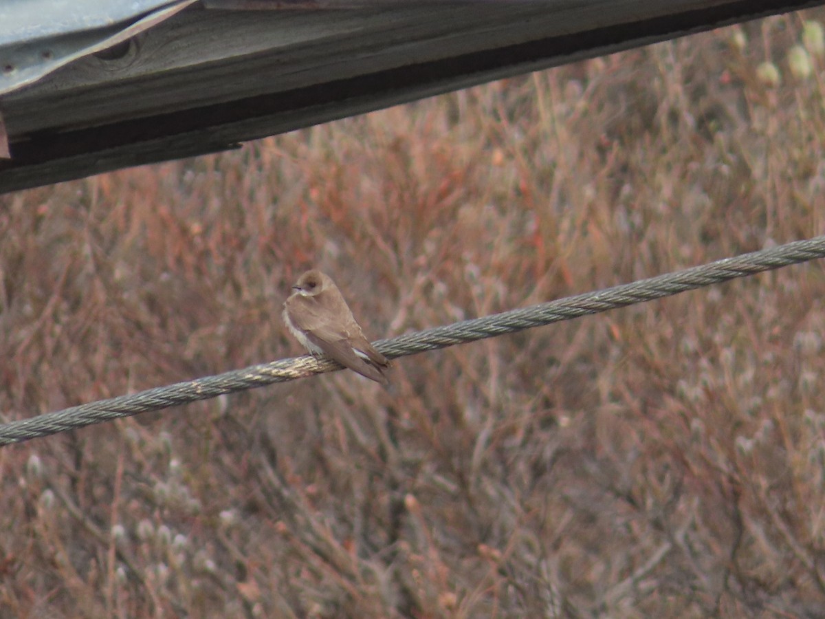 Northern Rough-winged Swallow - ML458996301