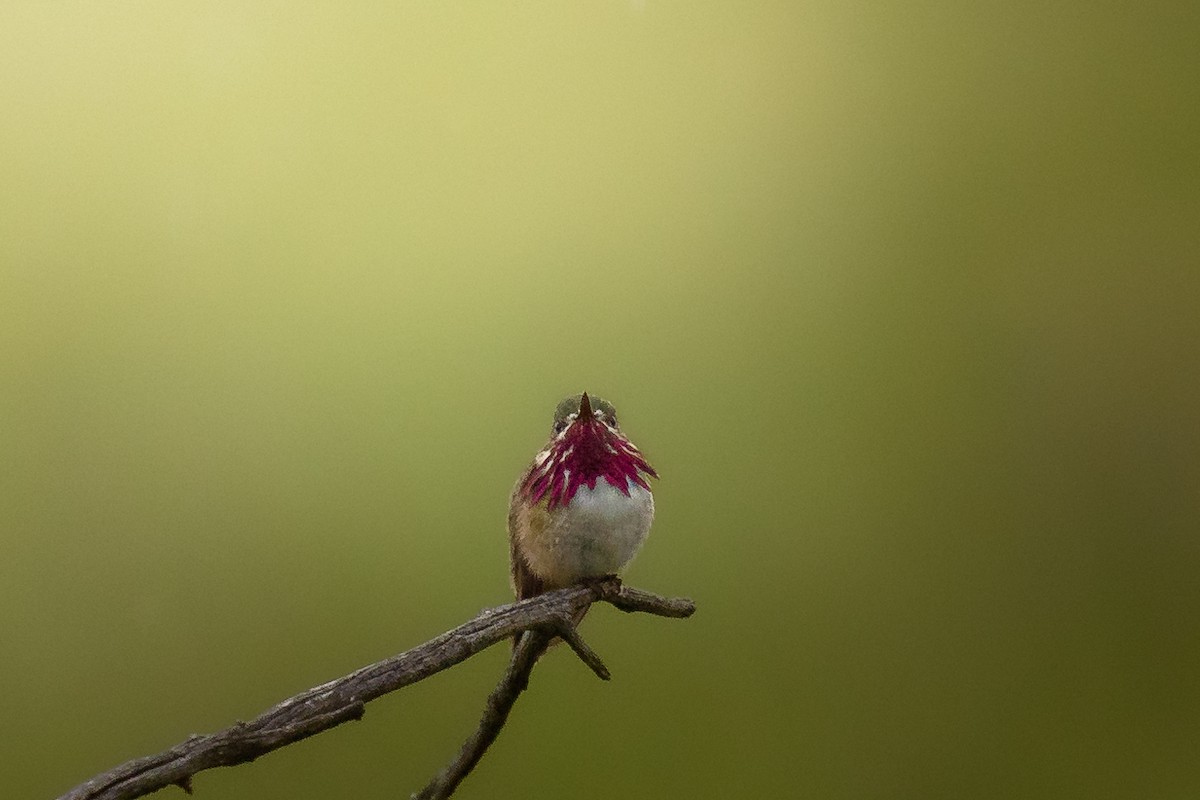 Calliope Hummingbird - Shawn Moorman