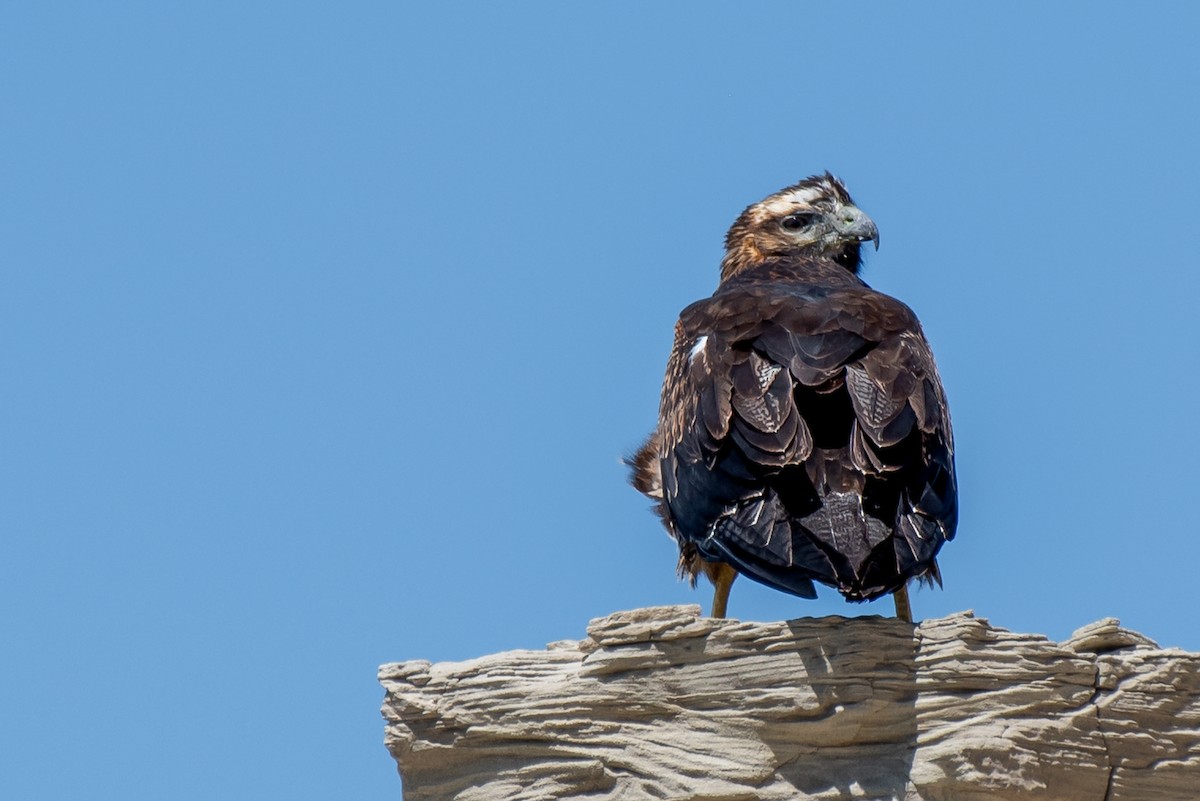 Black-chested Buzzard-Eagle - Rodrigo M