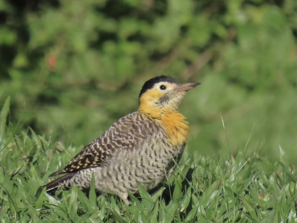 Campo Flicker (Field) - ML458997431