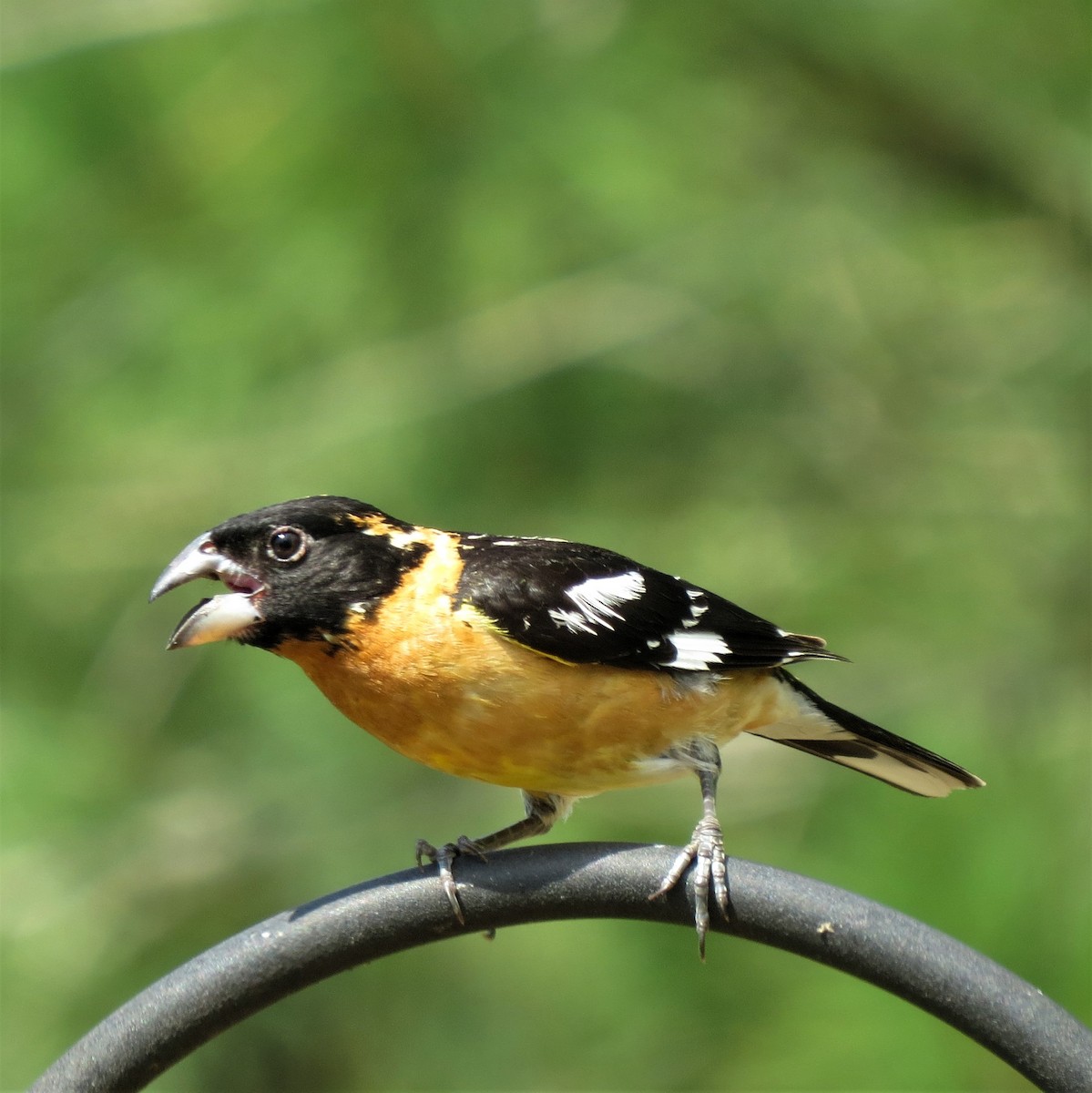 Black-headed Grosbeak - ML458998651