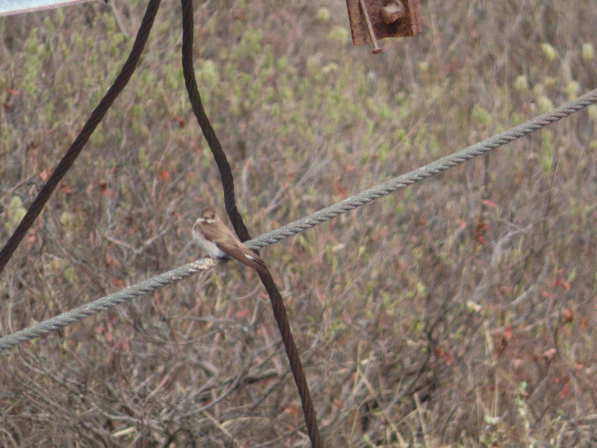 Northern Rough-winged Swallow - ML458999301