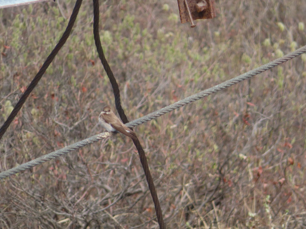 Northern Rough-winged Swallow - ML458999301