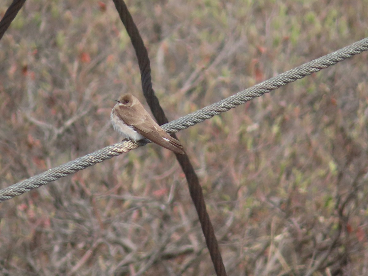 Hirondelle à ailes hérissées - ML458999381