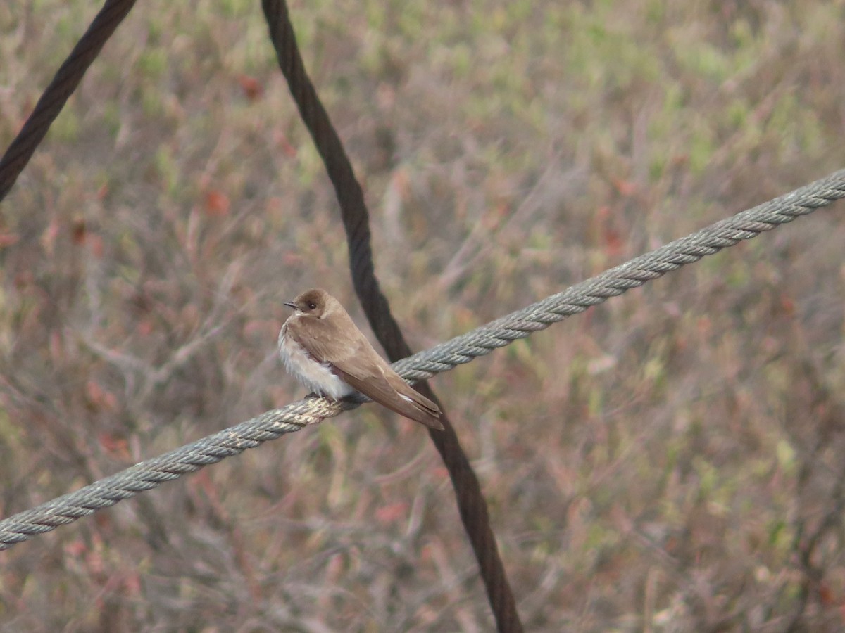 Hirondelle à ailes hérissées - ML459000221