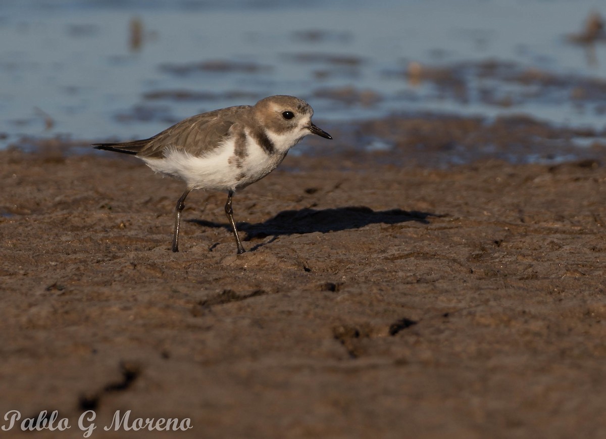 Two-banded Plover - ML459000291