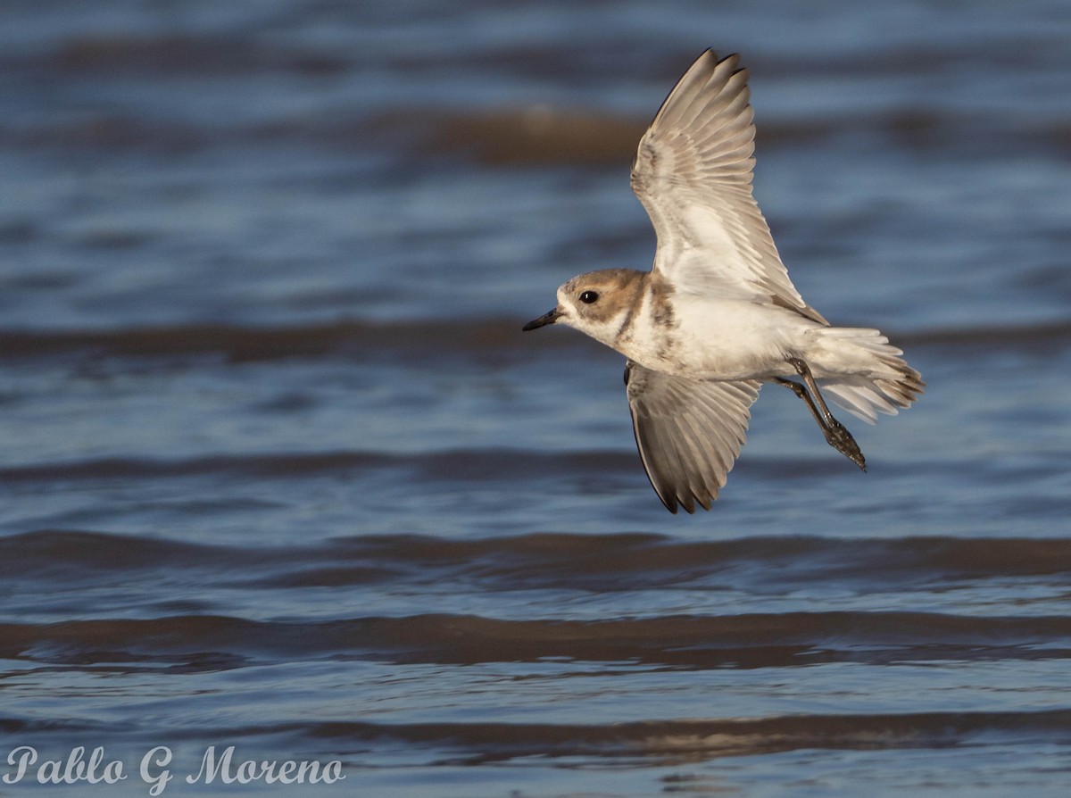 Two-banded Plover - ML459000331