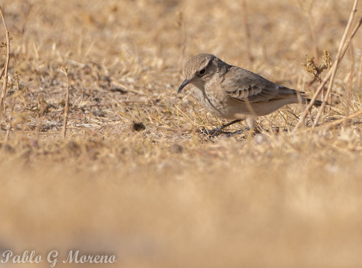 Common Miner - ML459001021