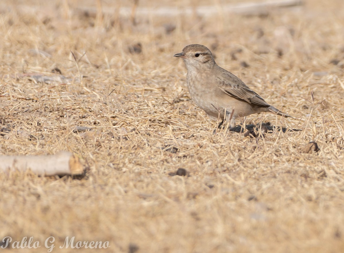 Short-billed Miner - ML459001311