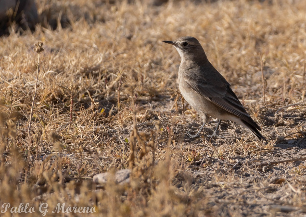 Short-billed Miner - ML459001381