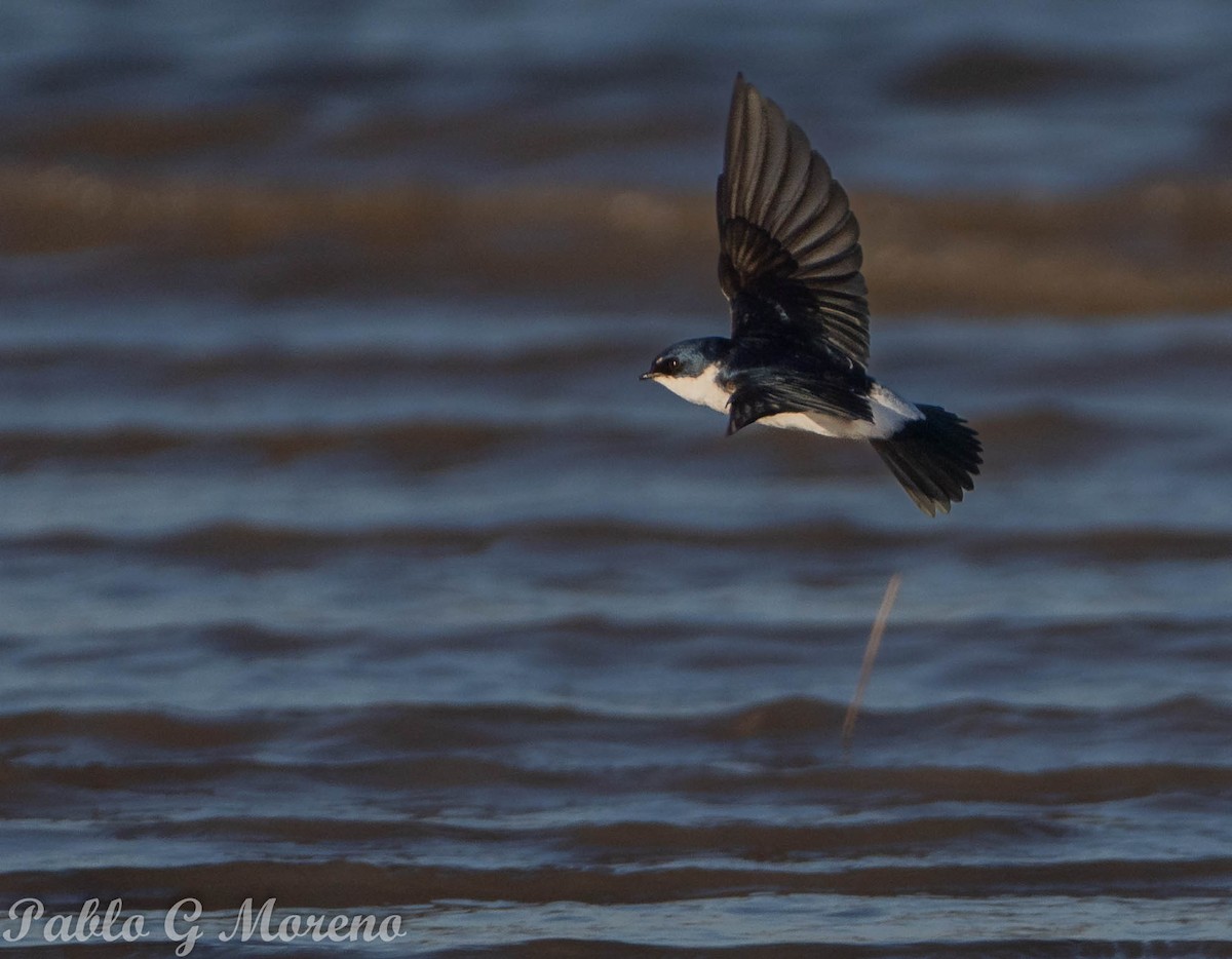 Chilean Swallow - ML459001461