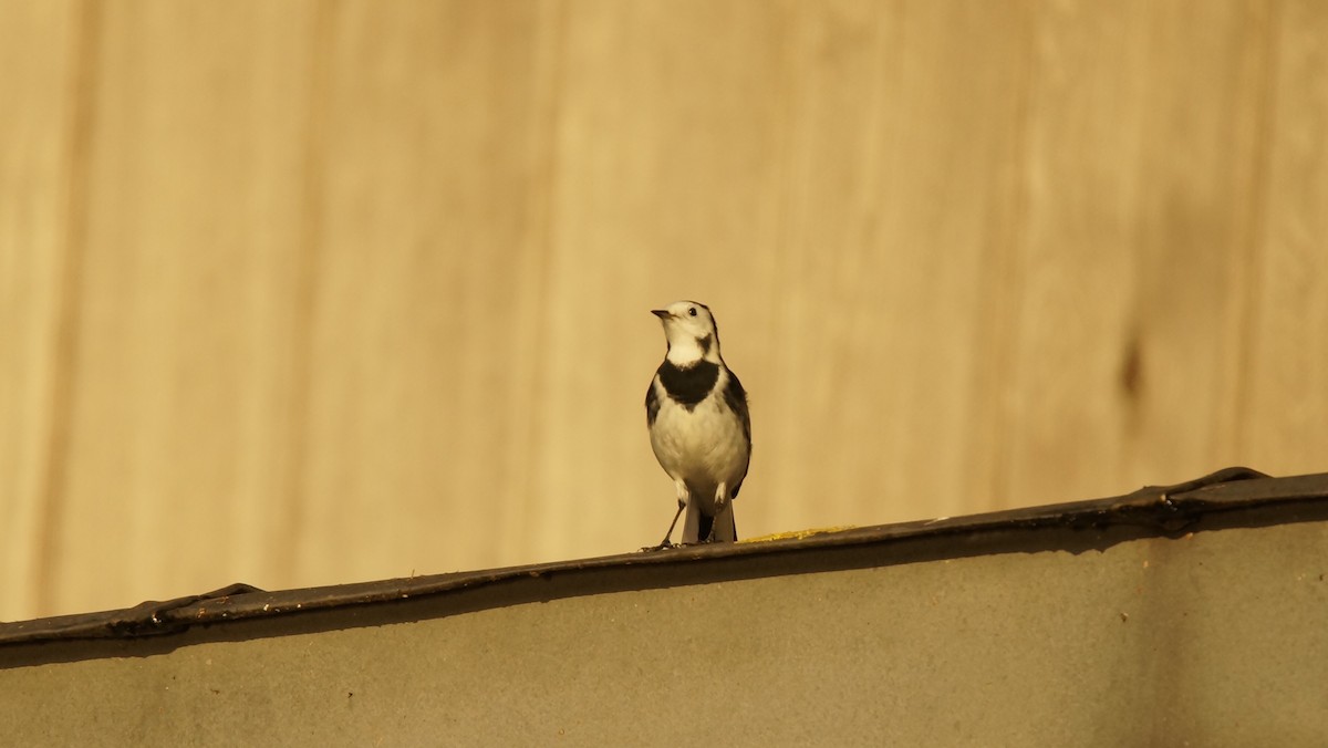 White Wagtail - ML45900221