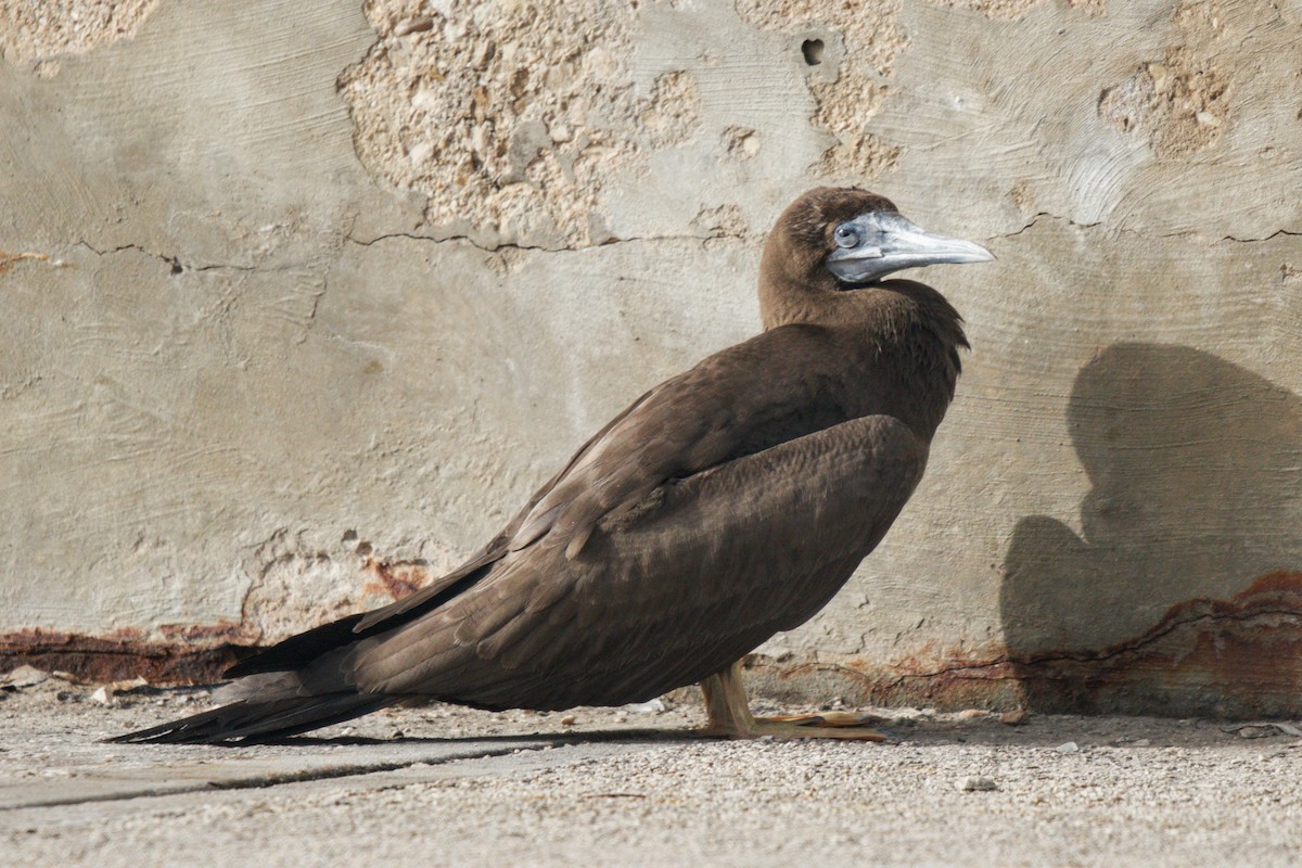 Brown Booby - Tim H