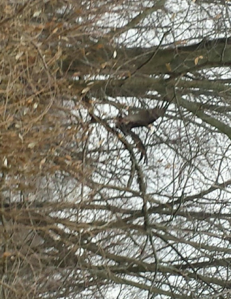 Turkey Vulture - ML45900391