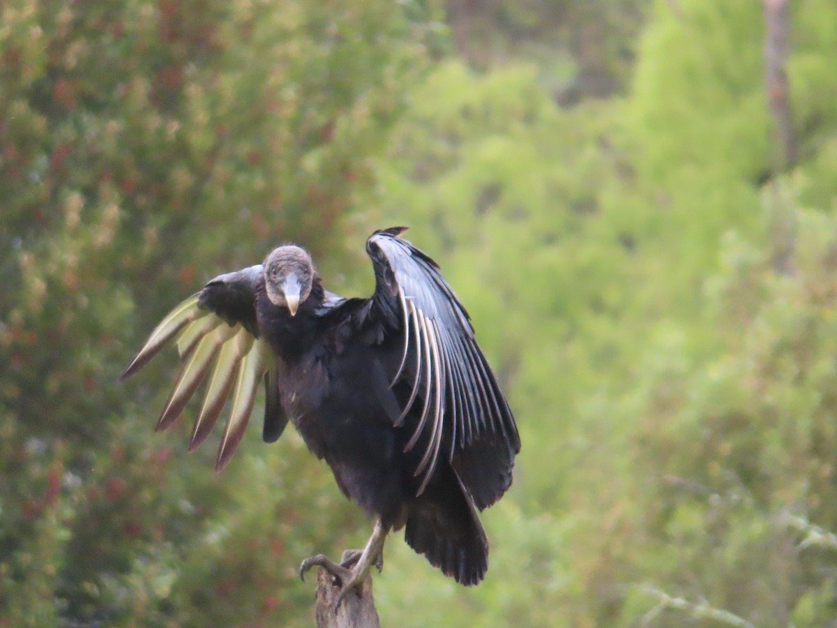 Black Vulture - ML459004521