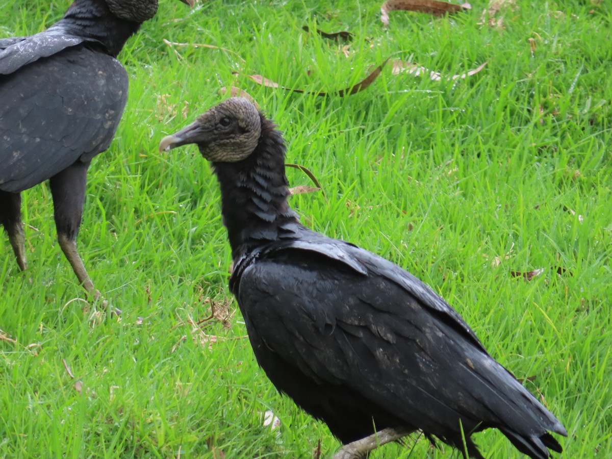 Black Vulture - Luis Suarez