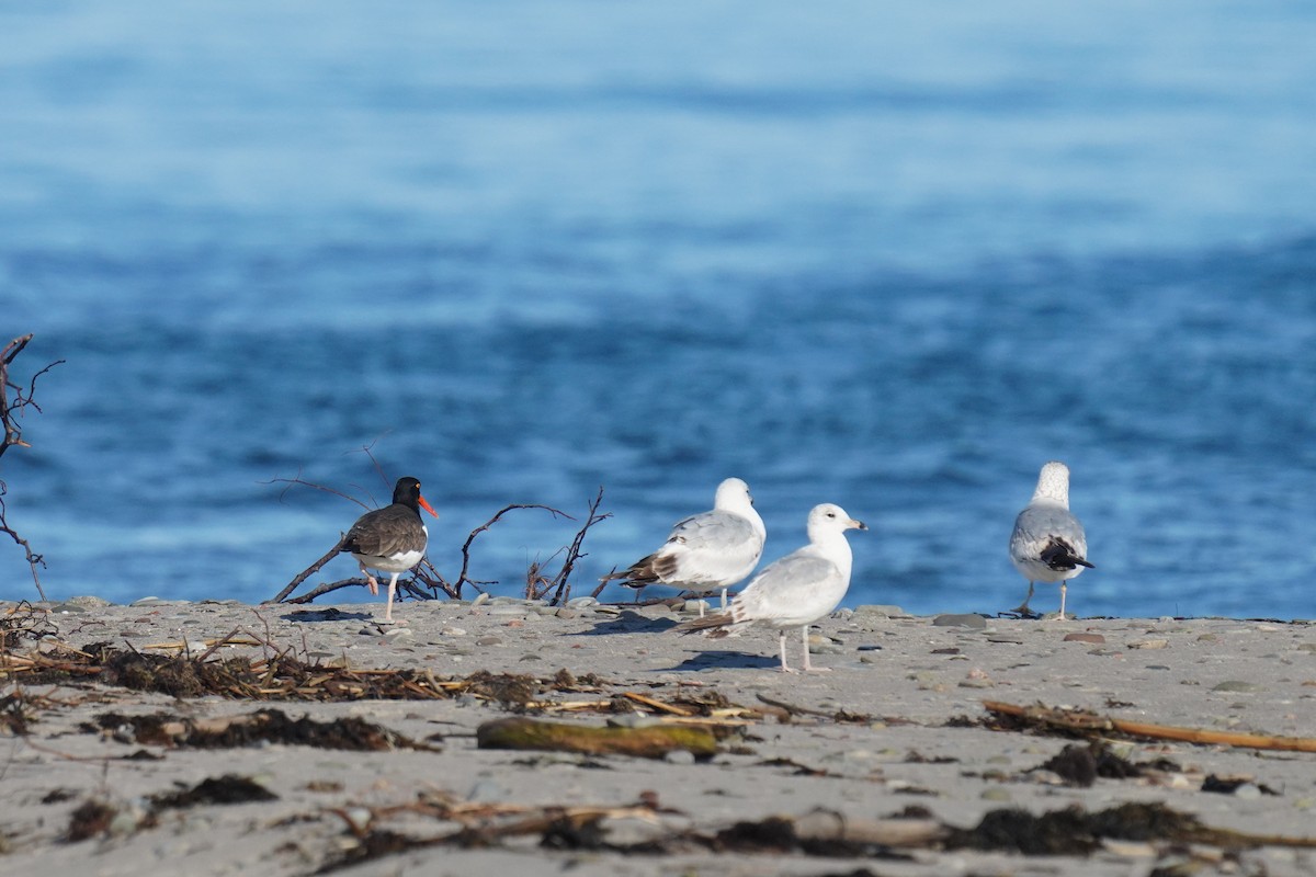 American Oystercatcher - ML459005821