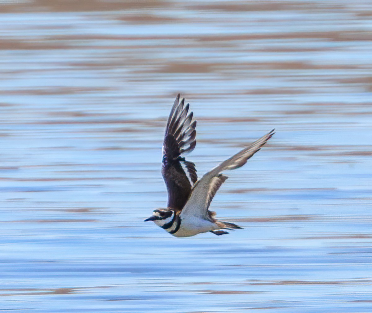 Killdeer - ML459007201
