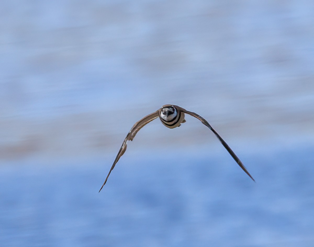 Killdeer - ML459007231