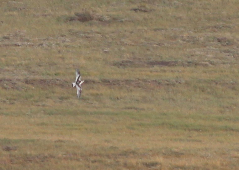 Little Gull - ML45900811