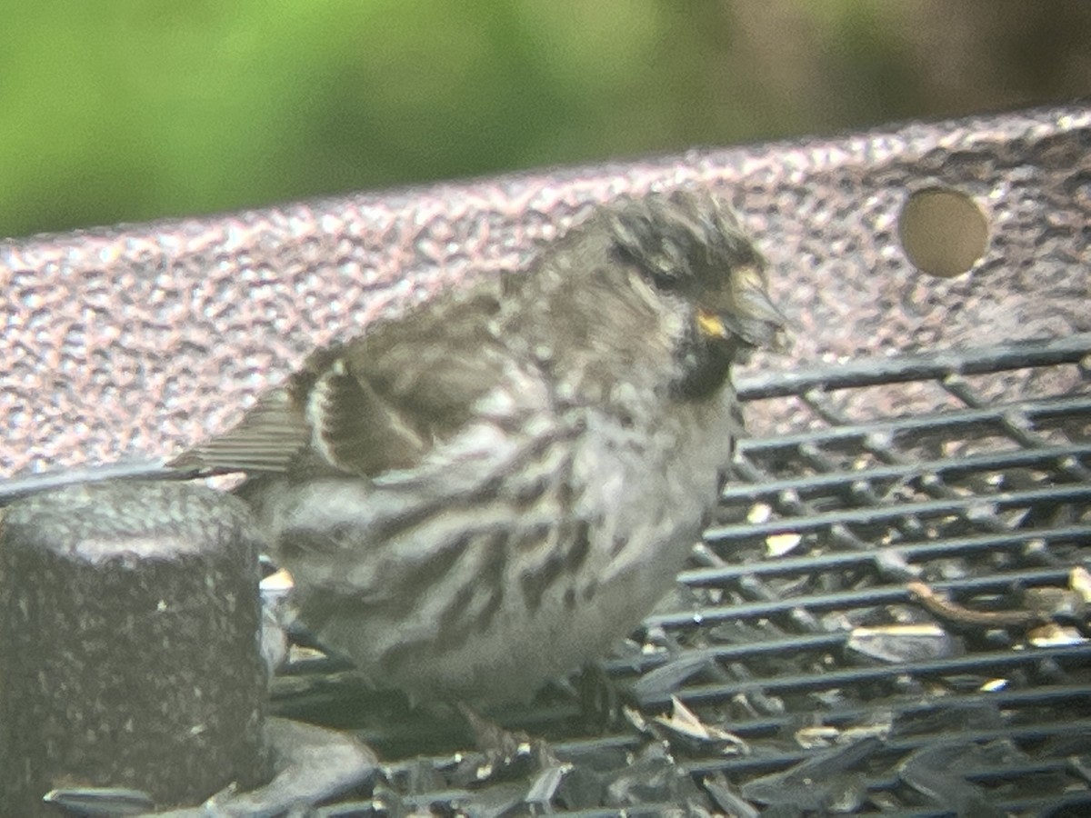 Redpoll (Common) - ML459008291
