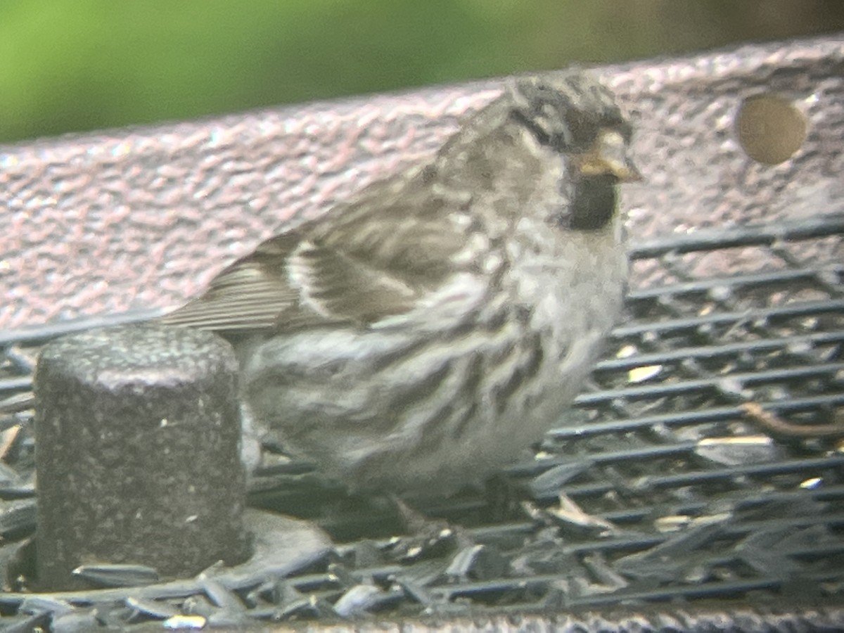 Redpoll (Common) - ML459008421