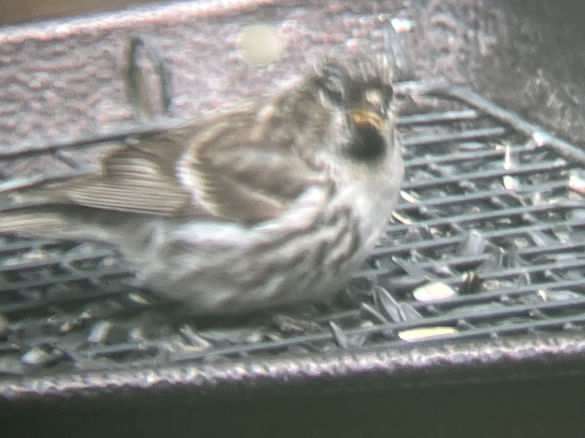 Redpoll (Common) - ML459008481