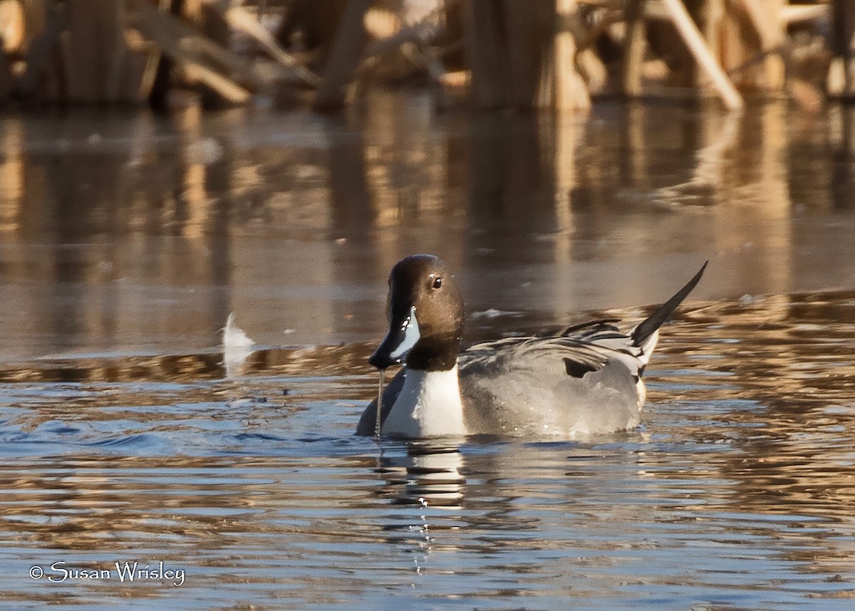 Northern Pintail - ML45900891