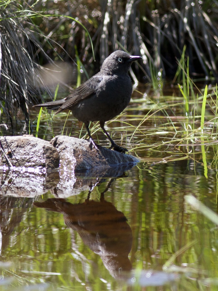 Rusty Blackbird - ML459009201