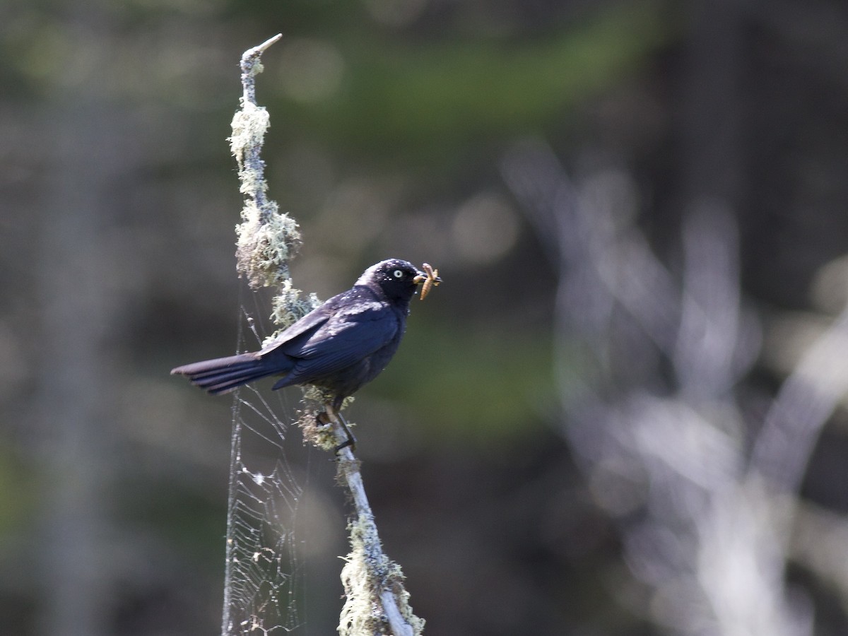 Rusty Blackbird - ML459009211