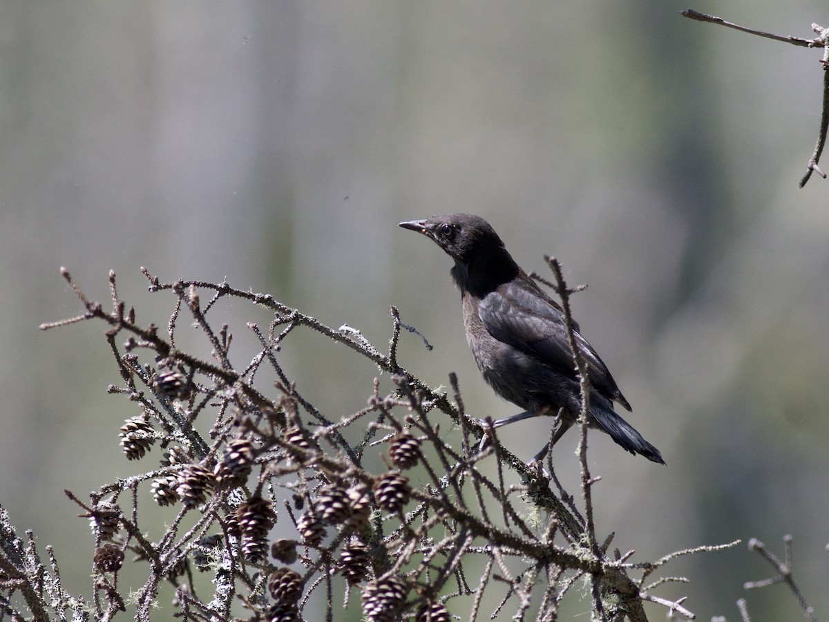 Rusty Blackbird - ML459009271