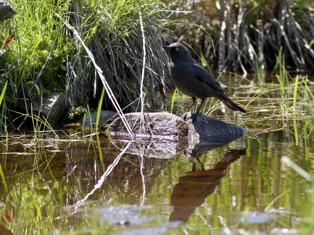 Rusty Blackbird - ML459009291