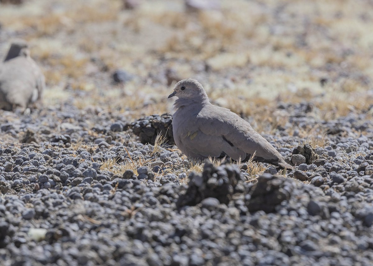 Golden-spotted Ground Dove - ML459010171