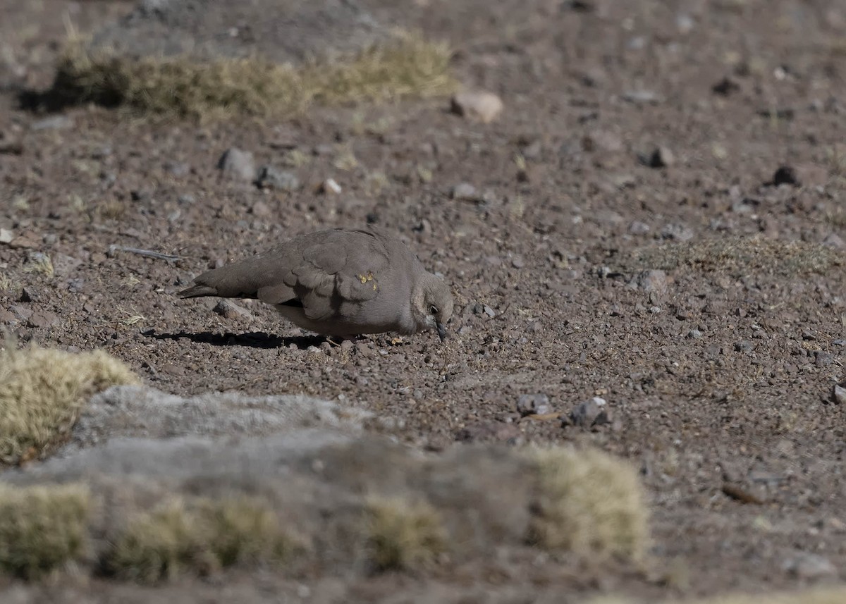 Golden-spotted Ground Dove - ML459010181