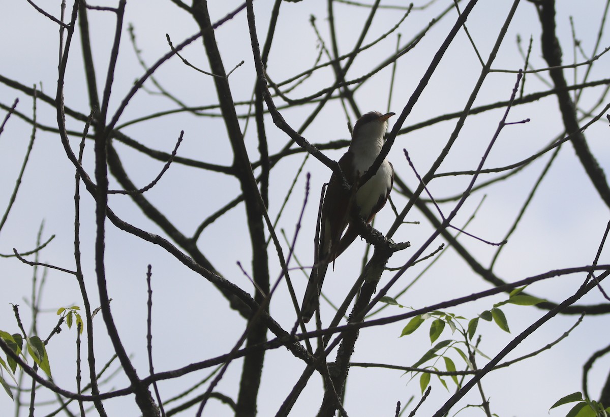 Yellow-billed Cuckoo - ML459010561