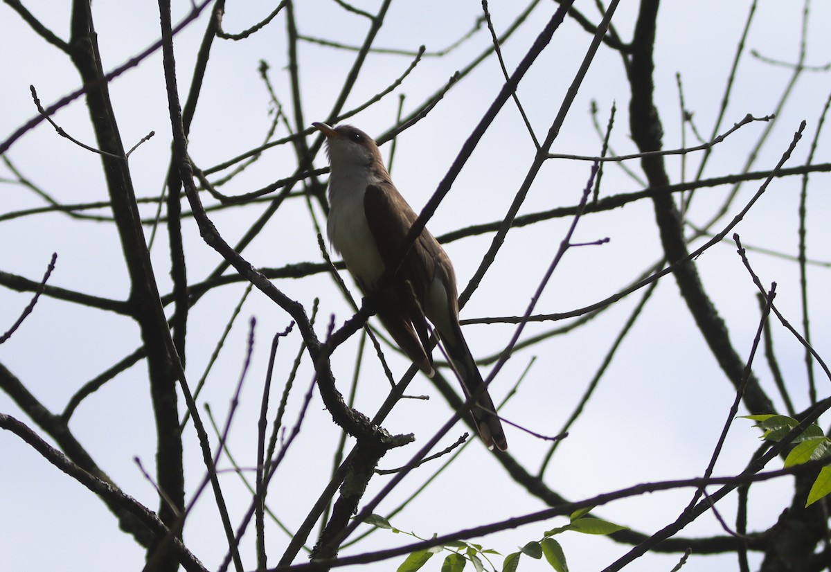 Yellow-billed Cuckoo - ML459010611