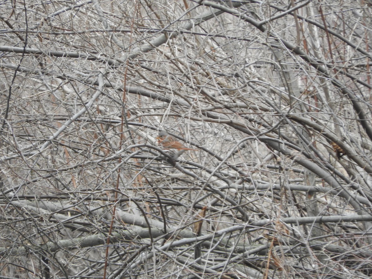 Fox Sparrow (Red) - ML45901071