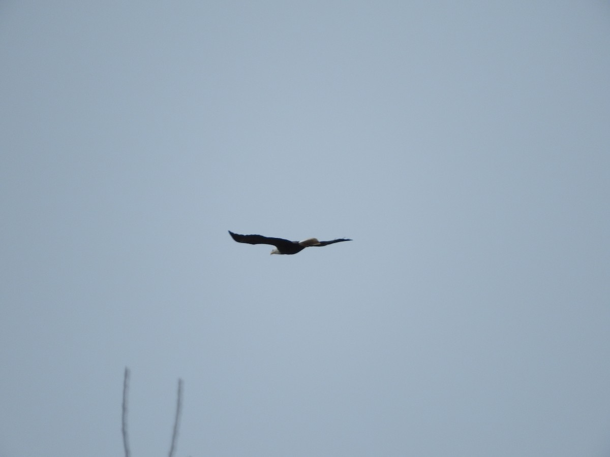 Bald Eagle - ML45901101