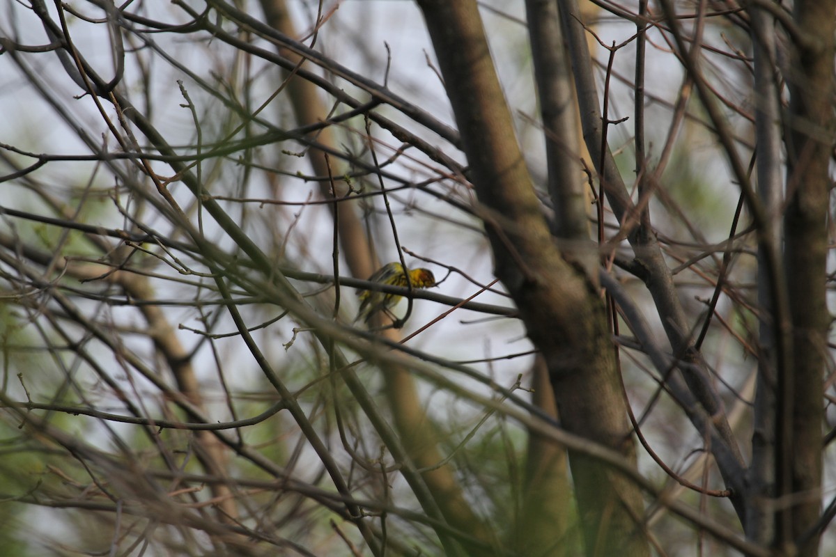 Cape May Warbler - ML45901161