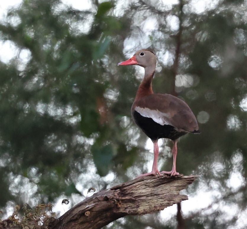 Black-bellied Whistling-Duck - ML459011711